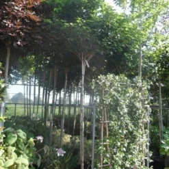 Chinese Judasboom (Cercis Chinensis 'Avondale') 18 Chinese Judasboom (Cercis Chinensis 'Avondale') -Aanbiedingen Bloem Land Winkel cercis chinensis avondale 10 12 14ho cont