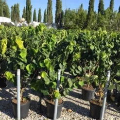 Chinese Judasboom (Cercis Chinensis 'Avondale') 21 Chinese Judasboom (Cercis Chinensis 'Avondale') -Aanbiedingen Bloem Land Winkel cercis chinensis avondale 100 125 c18