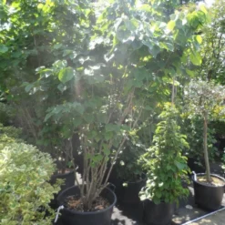 Chinese Judasboom (Cercis Chinensis 'Avondale') 16 Chinese Judasboom (Cercis Chinensis 'Avondale') -Aanbiedingen Bloem Land Winkel cercis chinensis avondale 175 200 250