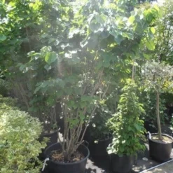 Chinese Judasboom (Cercis Chinensis 'Avondale') 19 Chinese Judasboom (Cercis Chinensis 'Avondale') -Aanbiedingen Bloem Land Winkel cercis chinensis avondale 175 200 250 1