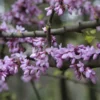 Judasboom (Cercis Siliquastrum) -Aanbiedingen Bloem Land Winkel cercis siliquastrum 1
