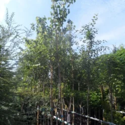 Judasboom (Cercis Siliquastrum) -Aanbiedingen Bloem Land Winkel cercis siliquastrum 10 12ho cont