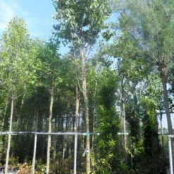 Judasboom (Cercis Siliquastrum) -Aanbiedingen Bloem Land Winkel cercis siliquastrum 18 20ho cont