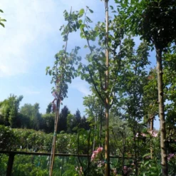 Judasboom (Cercis Siliquastrum) -Aanbiedingen Bloem Land Winkel cercis siliquastrum 8 10 12ho cont