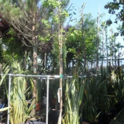 Judasboom (Cercis Siliquastrum) -Aanbiedingen Bloem Land Winkel cercis siliquastrum alba 10 12ho cont