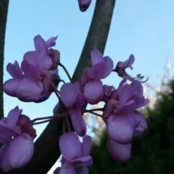 Judasboom (Cercis Siliquastrum) -Aanbiedingen Bloem Land Winkel cercis sill