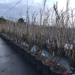 Chinese Judasboom (Cercis Chinensis 'Shirobana') -Aanbiedingen Bloem Land Winkel cercisshirbana