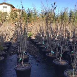 Chinese Judasboom (Cercis Chinensis 'Shirobana') -Aanbiedingen Bloem Land Winkel cercisshirobana125