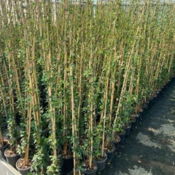 Toscaanse Jasmijn (Trachelospermum Jasminoides 'Winter Ruby') -Aanbiedingen Bloem Land Winkel cf397af1 424c 440f b659 6b33d5eedf60