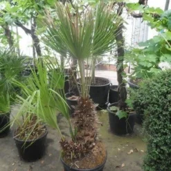 Dwergpalm (Chamaerops Humilis) -Aanbiedingen Bloem Land Winkel chamaerops humilis 100 125 150 c70 1