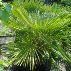 Dwergpalm (Chamaerops Humilis) -Aanbiedingen Bloem Land Winkel chamaerops humilis 100 125 c50