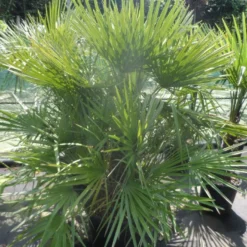 Dwergpalm (Chamaerops Humilis) -Aanbiedingen Bloem Land Winkel chamaerops humilis 125 150 c70