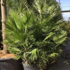 Dwergpalm (Chamaerops Humilis) -Aanbiedingen Bloem Land Winkel chamaerops humilis 150175cm c130