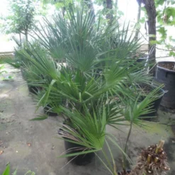 Dwergpalm (Chamaerops Humilis) -Aanbiedingen Bloem Land Winkel chamaerops humilis 80 100 c35