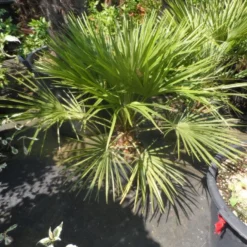 Dwergpalm (Chamaerops Humilis) -Aanbiedingen Bloem Land Winkel chamaerops humilis c10 50 60 80