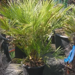Dwergpalm (Chamaerops Humilis) -Aanbiedingen Bloem Land Winkel chamaerops humilis c20 60 80