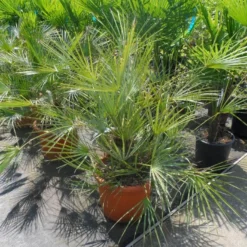 Dwergpalm (Chamaerops Humilis 'Cerifera') -Aanbiedingen Bloem Land Winkel chamaerops humilis cerifera 80 100 c30