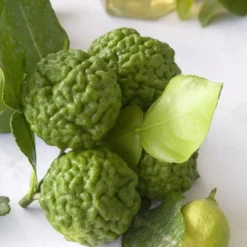 Kaffirlimoen (Citrus Hystrix) 7 Kaffirlimoen (Citrus Hystrix) -Aanbiedingen Bloem Land Winkel citrus hystrix