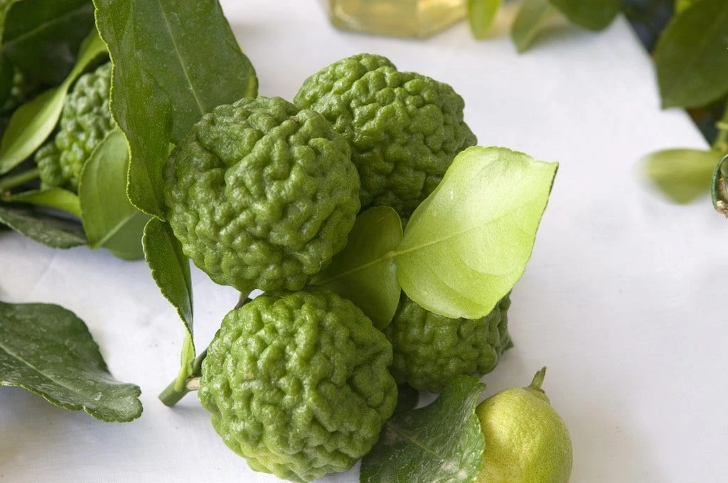 Kaffirlimoen (Citrus Hystrix) 5 Kaffirlimoen (Citrus Hystrix) - Afbeelding 3