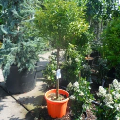 Kumquat (Citrus Kumquat) -Aanbiedingen Bloem Land Winkel citrus japonica kumquat halfstam c50