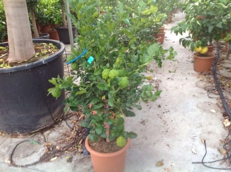 Kaffirlimoen (Citrus Hystrix) 4 Kaffirlimoen (Citrus Hystrix) - Afbeelding 2