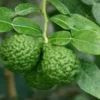 Kaffirlimoen (Citrus Hystrix) -Aanbiedingen Bloem Land Winkel citrushystrix02