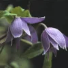Bosrank (Clematis Alpina) -Aanbiedingen Bloem Land Winkel clalpina 1 1