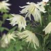 Bosrank (Clematis Alpina 'Albina Plena') -Aanbiedingen Bloem Land Winkel clematis alp. albina plena 2 1