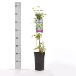 Bosrank (Clematis Alpina) -Aanbiedingen Bloem Land Winkel clematis alpina 1