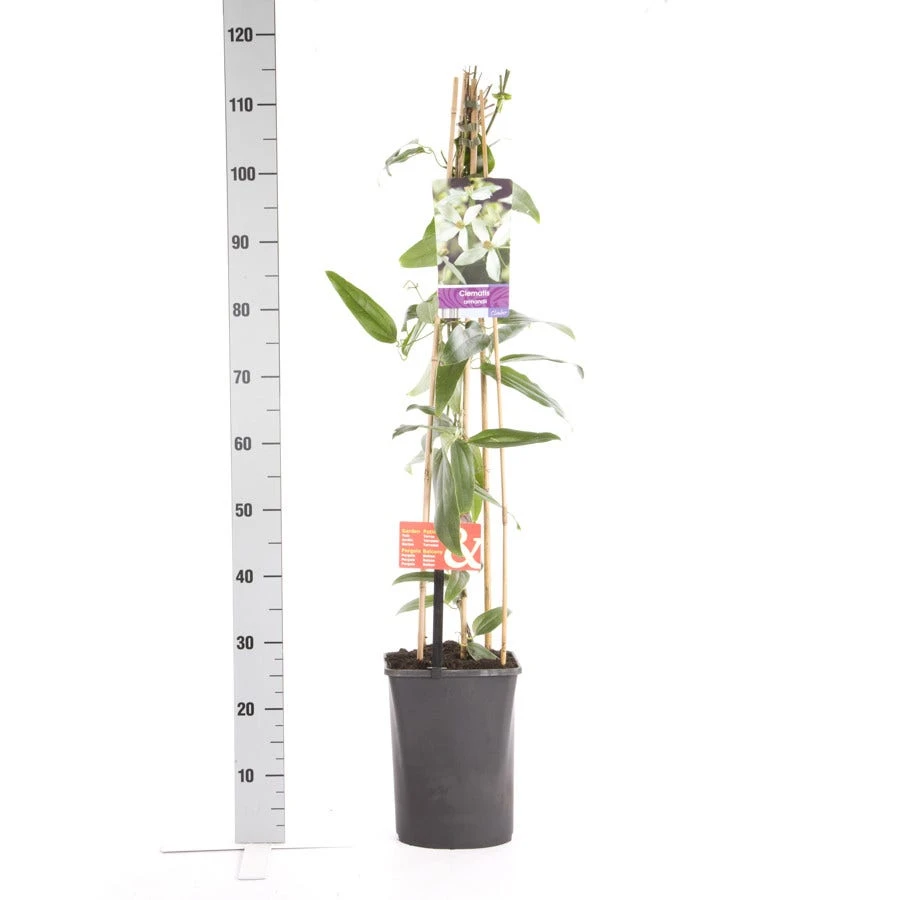 Bosrank, Groenblijvend (Clematis Armandii 'Apple Blossom') 8 Bosrank, Groenblijvend (Clematis Armandii 'Apple Blossom') - Afbeelding 6