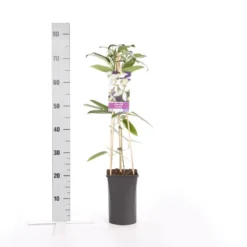 Bosrank, Groenblijvend (Clematis Armandii) -Aanbiedingen Bloem Land Winkel clematis armandii 1