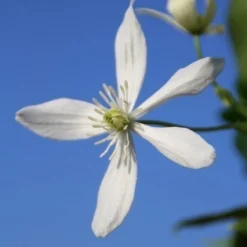 Bosrank, Groenblijvend (Clematis Armandii) -Aanbiedingen Bloem Land Winkel clematis armandii 3 1