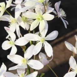 Bosrank, Groenblijvend (Clematis Armandii 'Apple Blossom') 18 Bosrank, Groenblijvend (Clematis Armandii 'Apple Blossom') -Aanbiedingen Bloem Land Winkel clematis armandii apple blossom 2