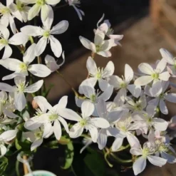 Bosrank, Groenblijvend (Clematis Armandii 'Apple Blossom') 12 Bosrank, Groenblijvend (Clematis Armandii 'Apple Blossom') -Aanbiedingen Bloem Land Winkel clematis armandii apple blossom 3