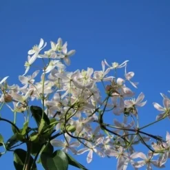 Bosrank, Groenblijvend (Clematis Armandii 'Apple Blossom') 14 Bosrank, Groenblijvend (Clematis Armandii 'Apple Blossom') -Aanbiedingen Bloem Land Winkel clematis armandii apple blossom 4