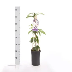 Bosrank, Groenblijvend (Clematis Armandii 'Apple Blossom') -Aanbiedingen Bloem Land Winkel clematis armandii apple blossom 1