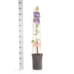 Bosrank (Clematis 'Blue Pirouette') 7 Bosrank (Clematis 'Blue Pirouette') -Aanbiedingen Bloem Land Winkel clematis blue pirouette pbr 1.00 1.25