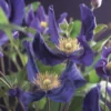 Bosrank (Clematis 'Blue Pirouette') -Aanbiedingen Bloem Land Winkel clematis blue pirouette pbr 2 1