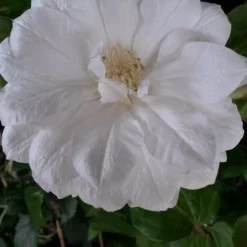 Bosrank (Clematis 'Duchess Of Edinburgh') -Aanbiedingen Bloem Land Winkel clematis duchesse of edingburgh