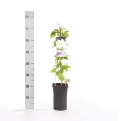 Aanbiedingen Bloem Land Winkel -Aanbiedingen Bloem Land Winkel clematis guernsey cream