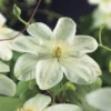 Bosrank (Clematis 'Guernsey Cream') -Aanbiedingen Bloem Land Winkel clematis guernsey cream 2 1