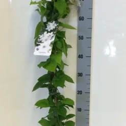 Bosrank (Clematis 'Henryi') -Aanbiedingen Bloem Land Winkel clematis henryi 80 100 c2