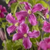 Bosrank (Clematis 'Inspiration') -Aanbiedingen Bloem Land Winkel clematis inspiration pbr 2