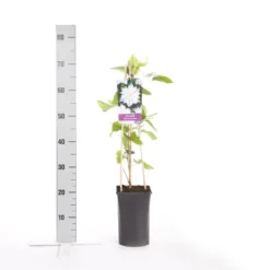 Bosrank (Clematis 'Jackmanii Alba') -Aanbiedingen Bloem Land Winkel clematis jackmanii alba