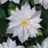Bosrank (Clematis 'Jackmanii Alba') -Aanbiedingen Bloem Land Winkel clematis jackmanii alba 2