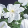 Bosrank (Clematis 'Madame Le Coultre') -Aanbiedingen Bloem Land Winkel clematis madame le coultre 2 1