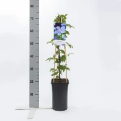Bosrank (Clematis 'Mrs Cholmondeley') -Aanbiedingen Bloem Land Winkel clematis mrs. cholmondeley