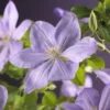 Bosrank (Clematis 'Mrs Cholmondeley') 1 Bosrank (Clematis 'Mrs Cholmondeley') -Aanbiedingen Bloem Land Winkel clematis mrs. cholmondeley 2