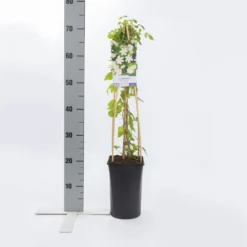 Bosrank (Clematis 'Paul Farges') -Aanbiedingen Bloem Land Winkel clematis paul farges 1