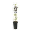 Bosrank (Clematis 'Princess Kate') -Aanbiedingen Bloem Land Winkel clematis princess kate pbr 944222 1